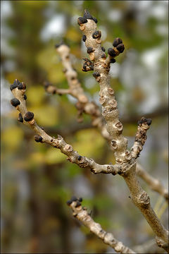 Imagem de Fraxinus excelsior L.