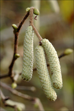 Image of Cobnut