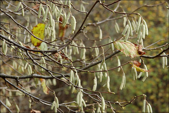 Image of Cobnut