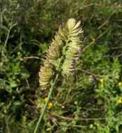 Image of Dactylis glomerata subsp. hispanica (Roth) Nyman