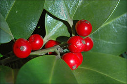 Image of English holly