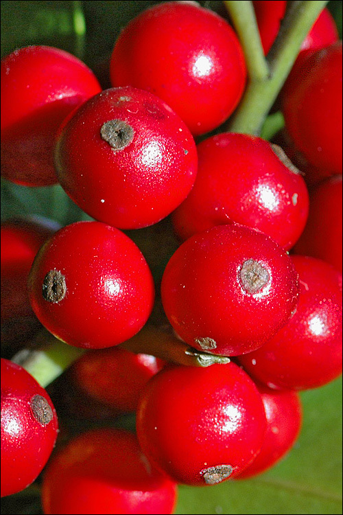 Image of English holly