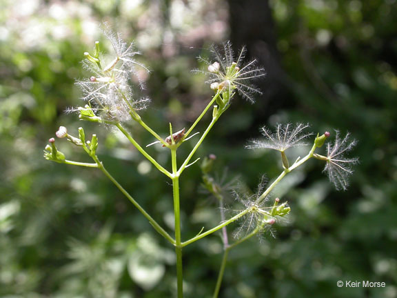 Image of California valerian