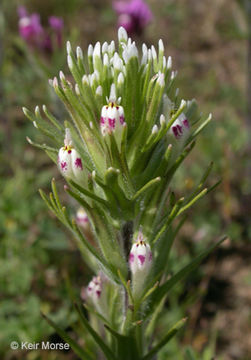 Image of shortstyle Indian paintbrush