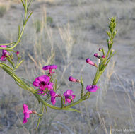 Penstemon thurberi Torr. resmi