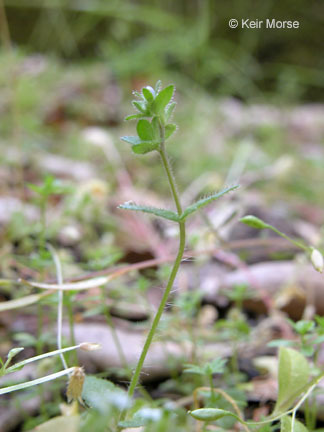 Image of common speedwell