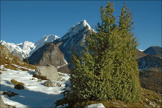 Image of <i>Juniperus <i>communis</i></i> ssp. communis