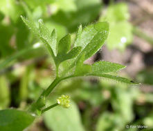 Image of delicate buttercup