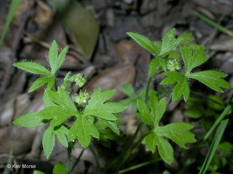 Image of delicate buttercup