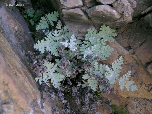 Image of pale silverback fern