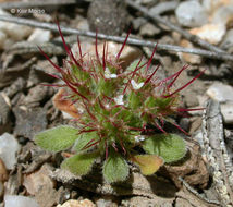 Image of oneawn spineflower