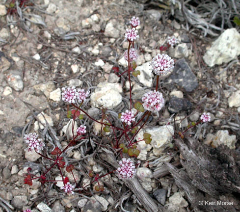 Image of Pinnacles buckwheat