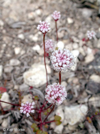 Image of Pinnacles buckwheat