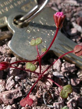 Image of Pinnacles buckwheat