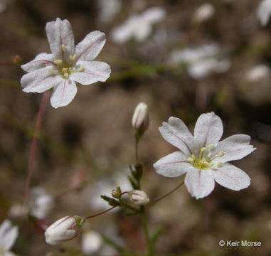 Image of Redding buckwheat