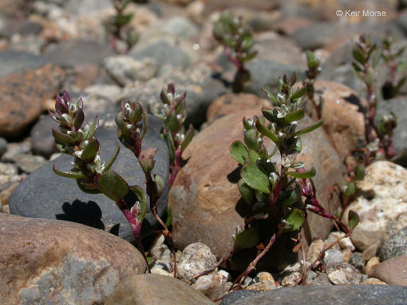 Слика од Polygonum minimum S. Wats.