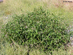 Image of Dotted Smartweed