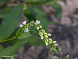 Persicaria punctata (Ell.) Small的圖片