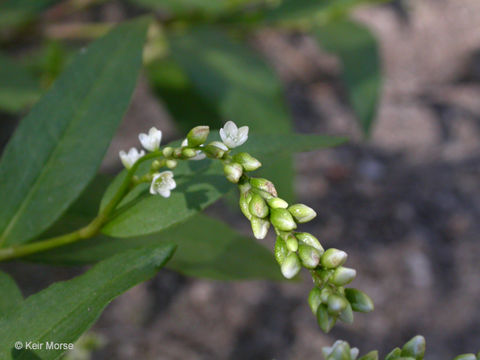 Image of Dotted Smartweed