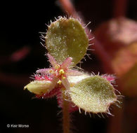 Image of woodland pterostegia