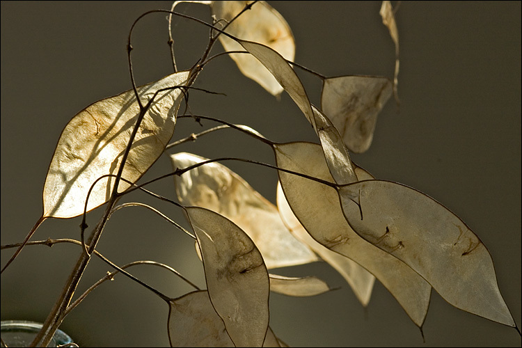 Image de Lunaria rediviva L.