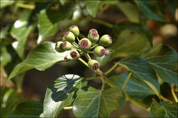 Imagem de Hedera helix L.