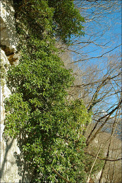 Image of English ivy