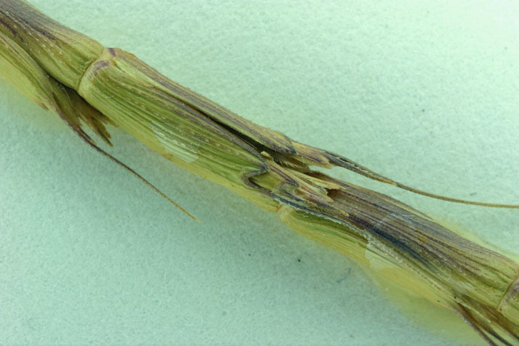 Image of jointed goatgrass