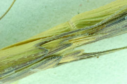 Image of jointed goatgrass