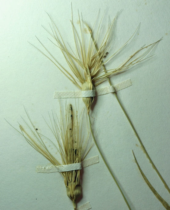 Image de Aegilops geniculata Roth