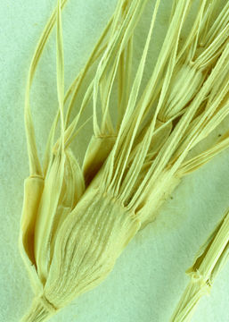 Image of ovate goatgrass