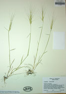 Aegilops triuncialis L. resmi