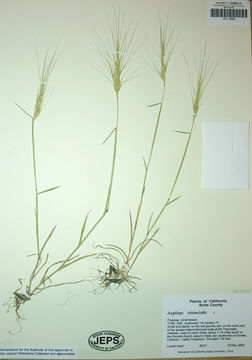 Image de Aegilops triuncialis L.