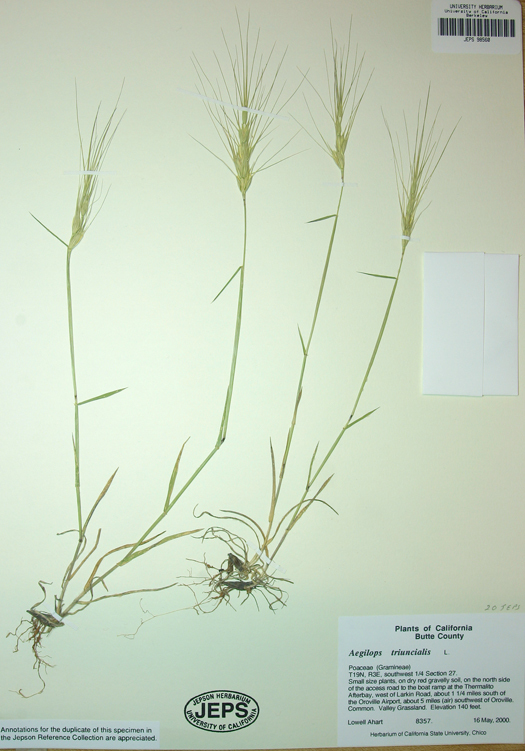 Image of barbed goatgrass