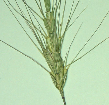 Image of barbed goatgrass