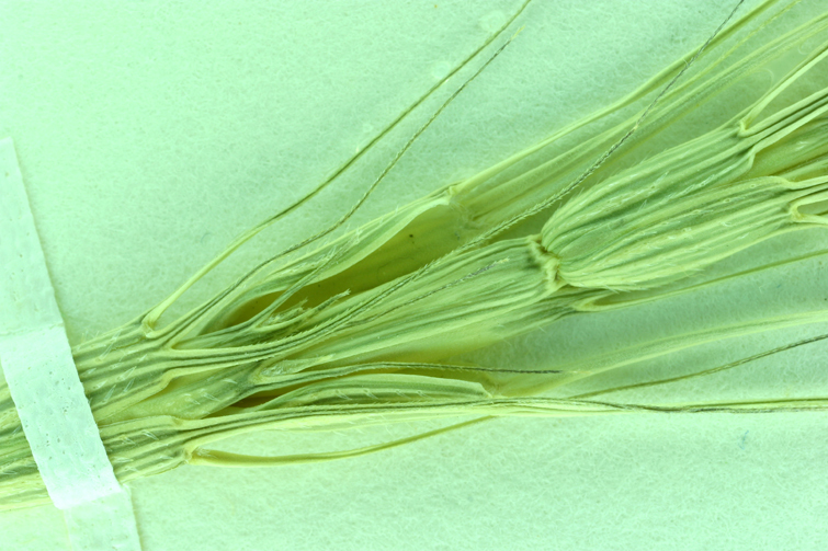 Aegilops triuncialis L. resmi