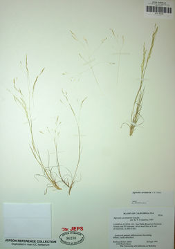 Imagem de <i>Agrostis avenacea</i>