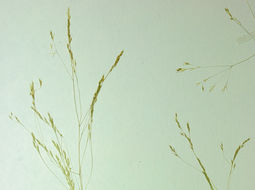 Imagem de <i>Agrostis avenacea</i>