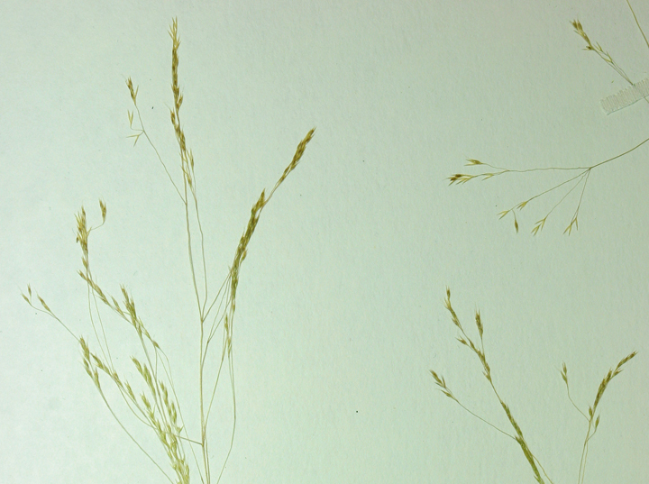 Image of <i>Agrostis avenacea</i>