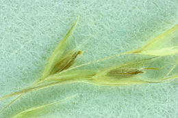 Imagem de <i>Agrostis avenacea</i>