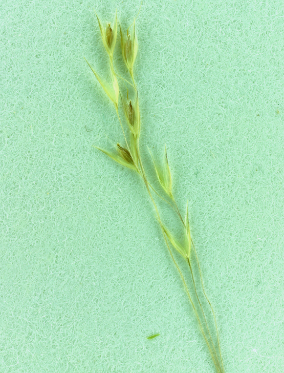 Imagem de <i>Agrostis avenacea</i>