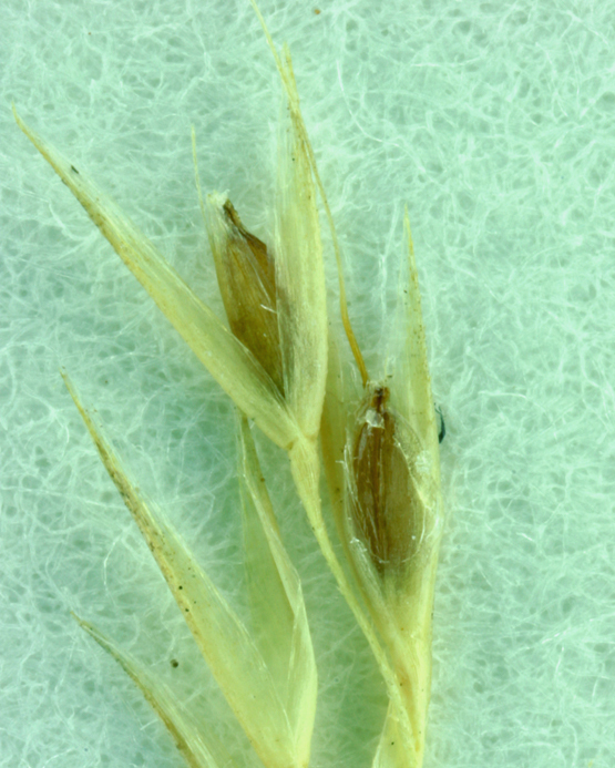 Imagem de <i>Agrostis avenacea</i>