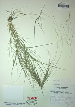 Image of Colonial bent(grass)