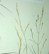 صورة Agrostis capillaris L.