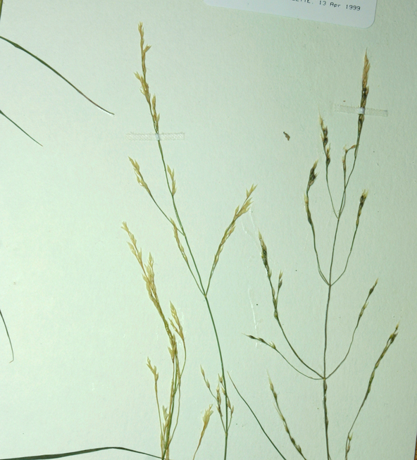 صورة Agrostis capillaris L.