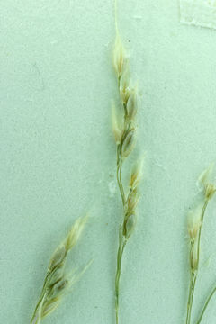 صورة Agrostis capillaris L.