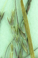 Image of Elliott's bentgrass