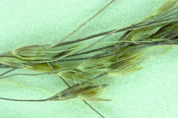 Image of Elliott's bentgrass