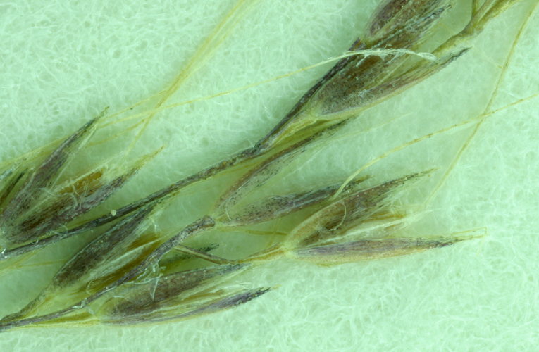 Image of Elliott's bentgrass