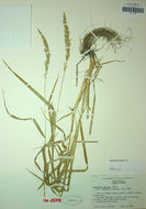 Image of spike bentgrass